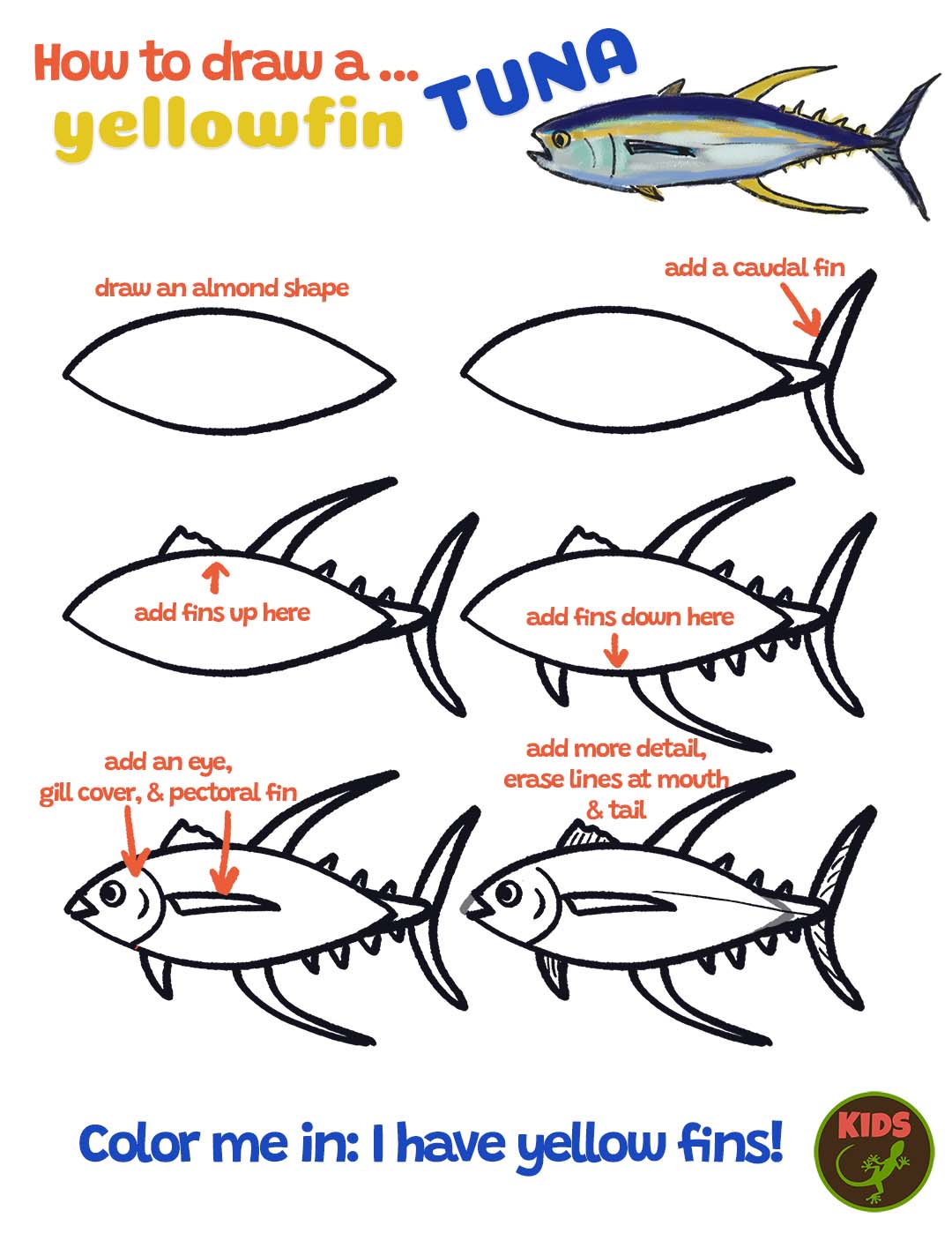 How to draw a yellowfin tuna Mongabay Kids