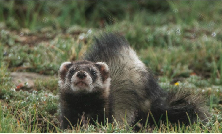 a steppe polecat