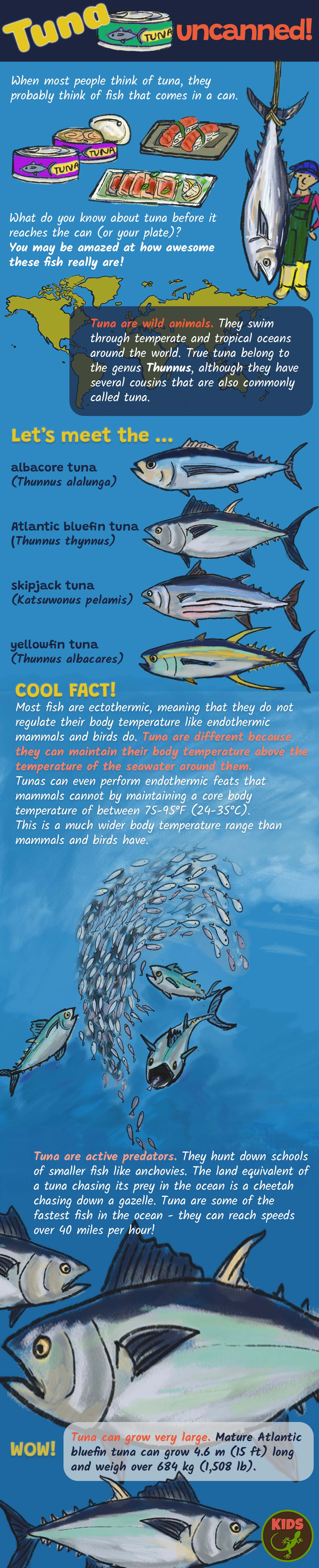 Tuna infogfraphic