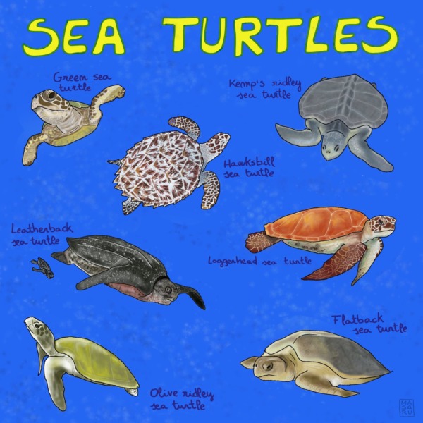 Meet the 7 living species of sea turtles – Mongabay Kids