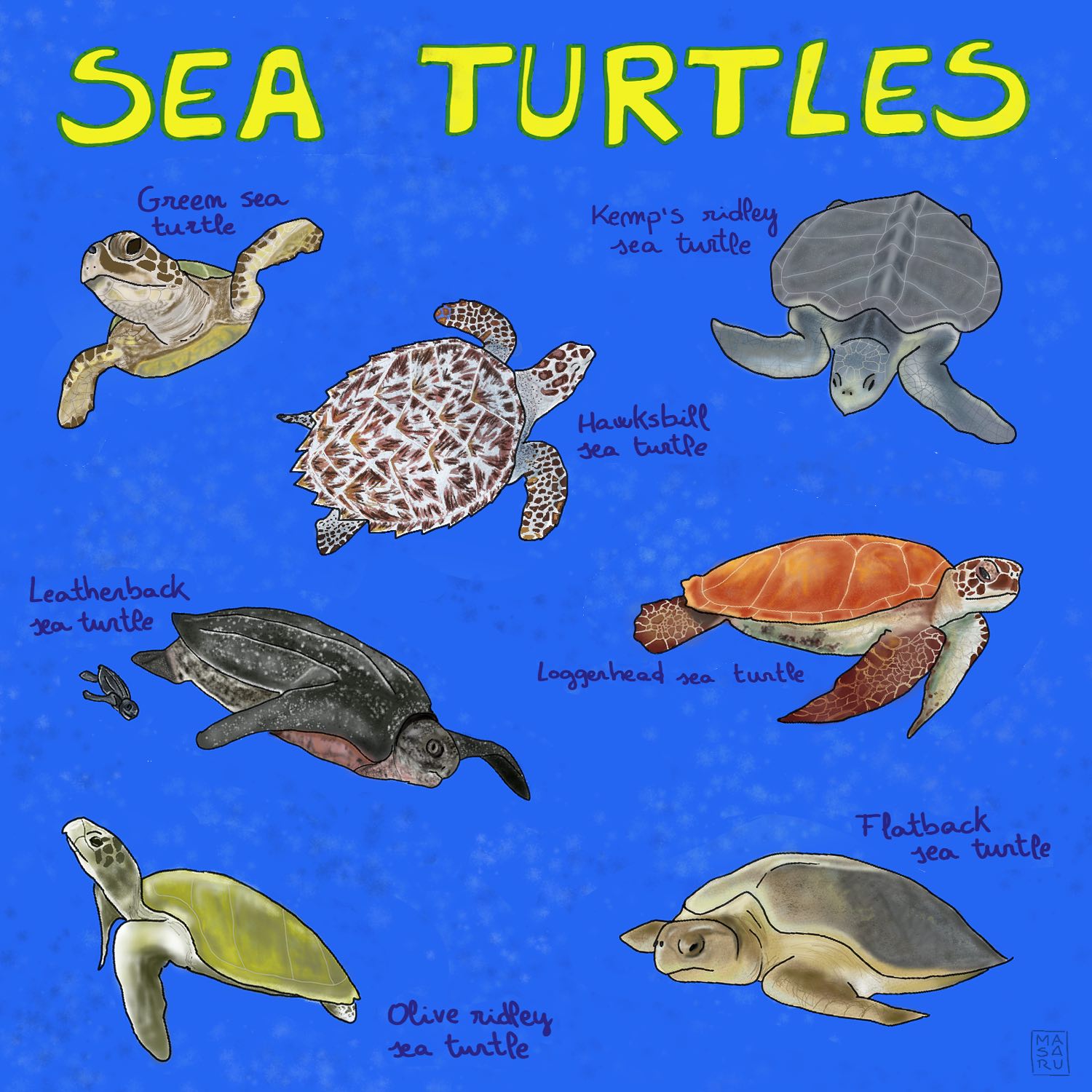 Meet the 7 living species of sea turtles Mongabay Kids