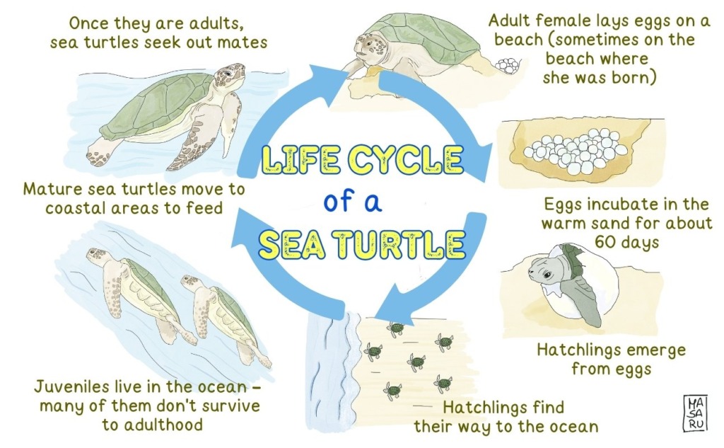 TIME for Kids  Kids Care About: Sea Turtles