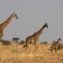 Can giraffes and elephants cross mountains?