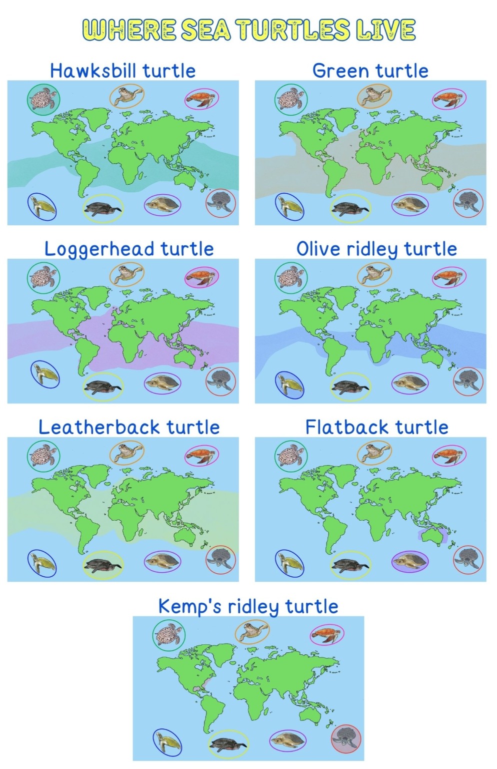 Meet the 7 living species of sea turtles Mongabay Kids