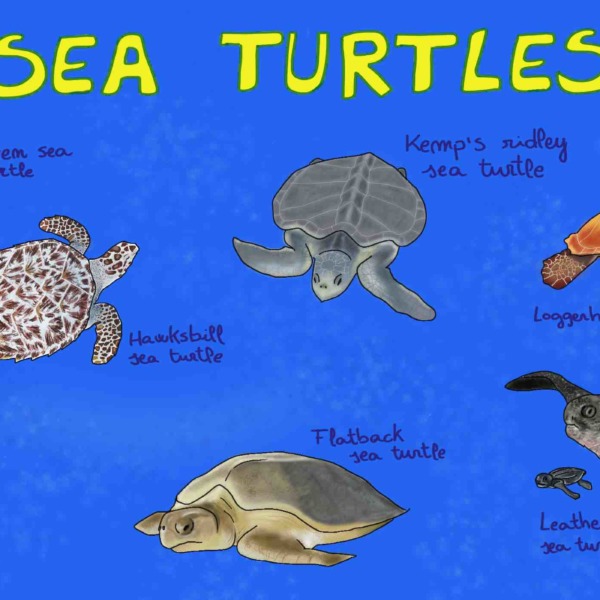 Meet the 7 living species of sea turtles – Mongabay Kids