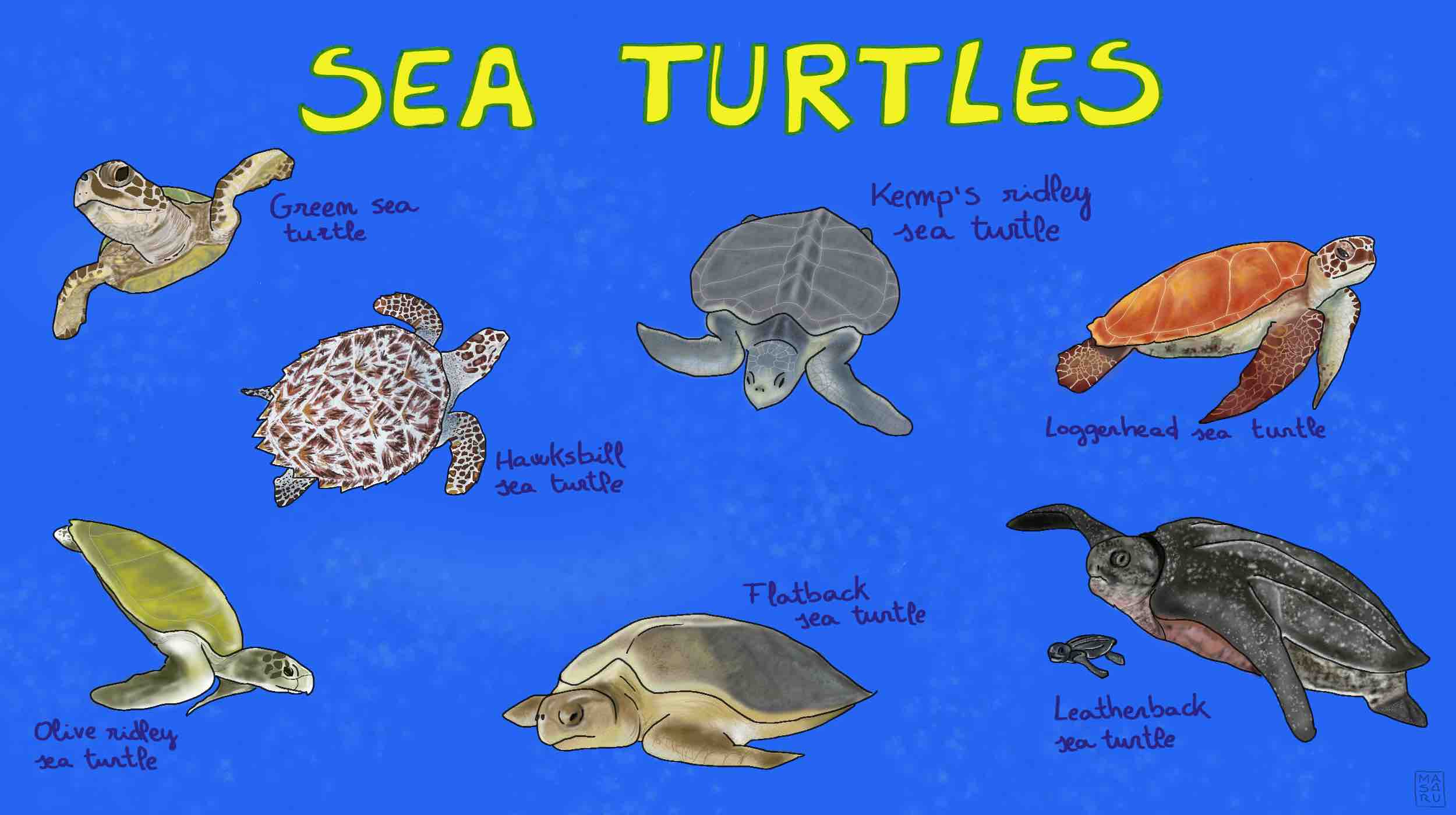 meet-the-7-living-species-of-sea-turtles-mongabay-kids