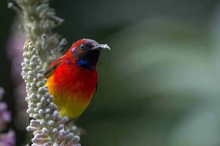 most colorful bird