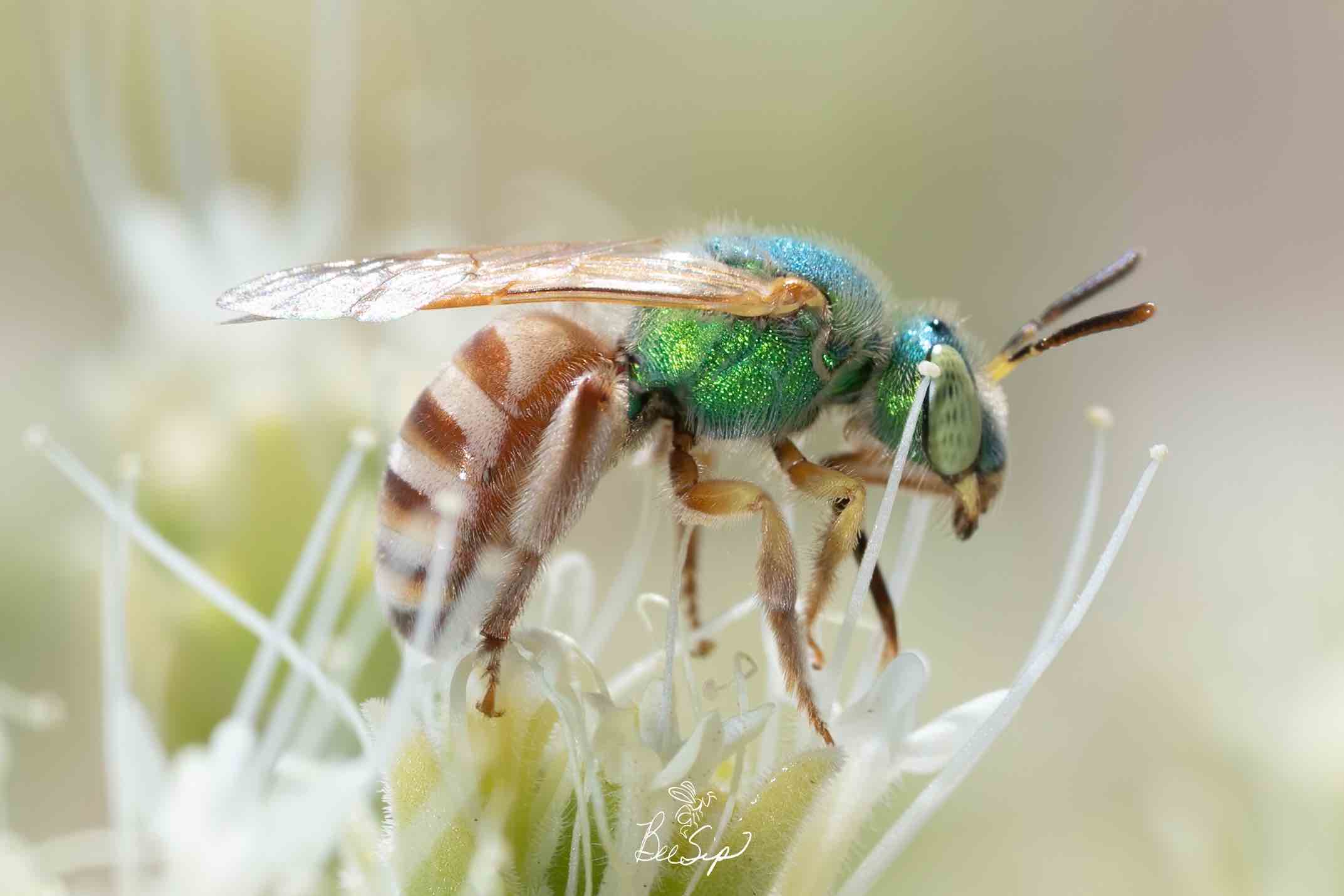 Honey-tailed Striped Sweat Bee