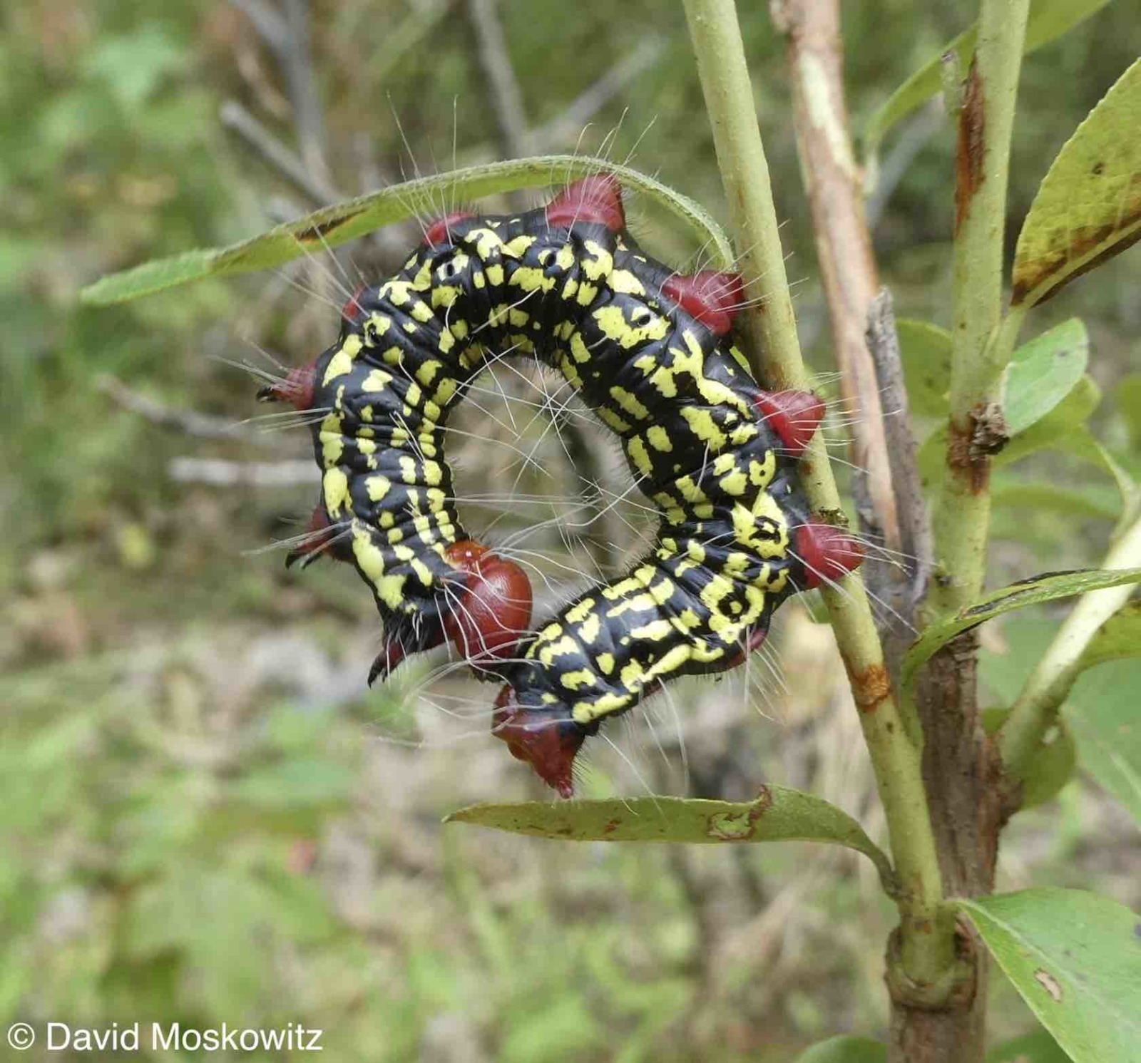 How many legs does a caterpillar have? Mongabay Kids