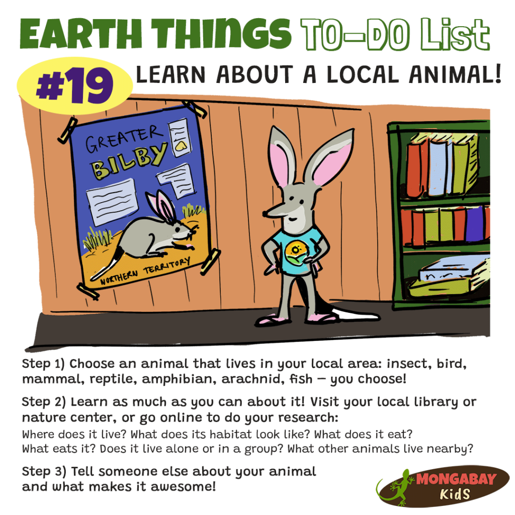 Learn about a local animal! – Mongabay Kids