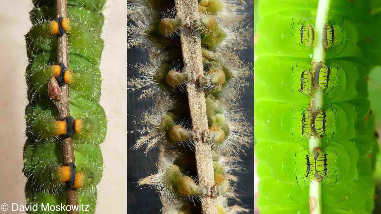How many legs does a caterpillar have? Mongabay Kids