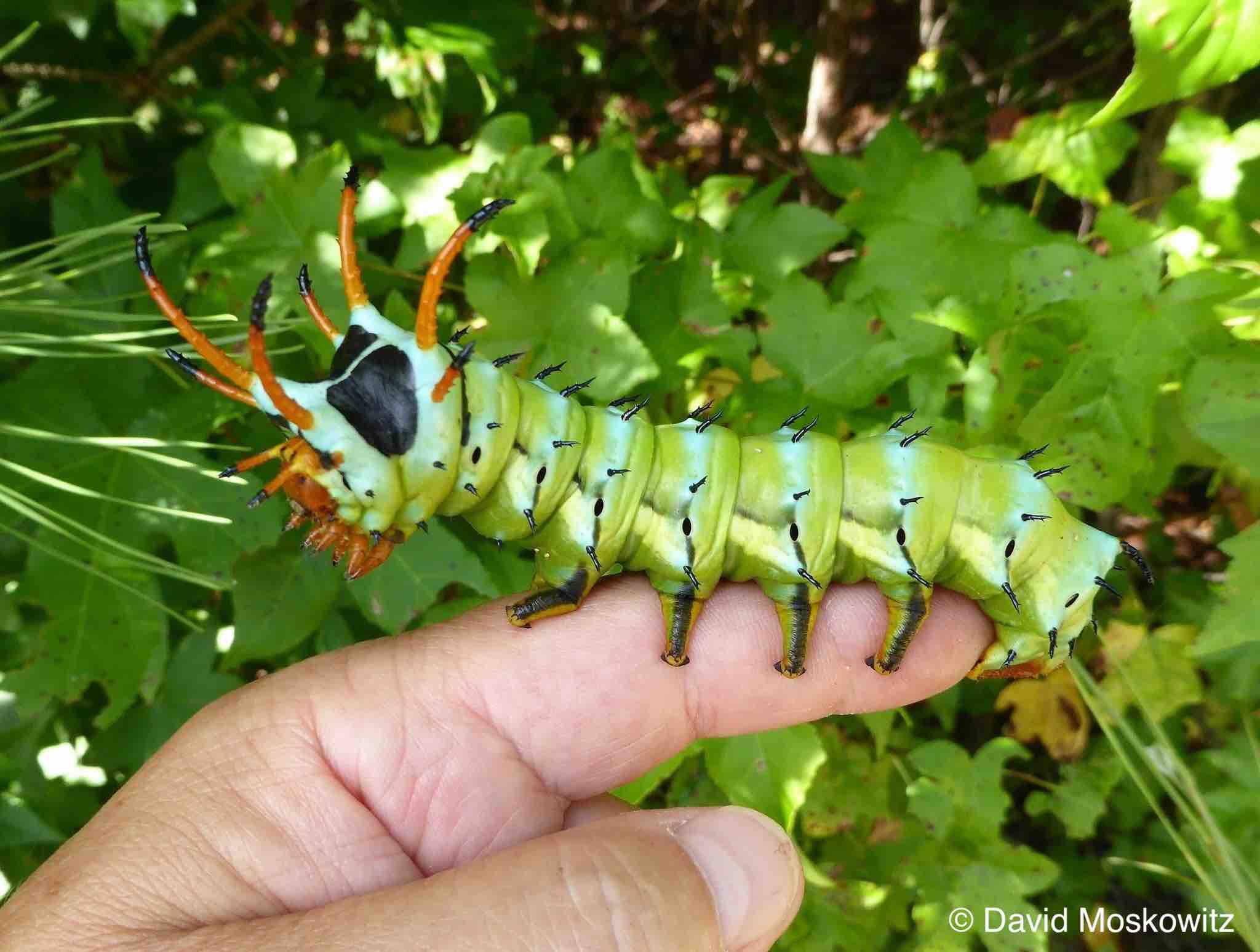 How Many Legs Does A Caterpillar Have Mongabay Kids