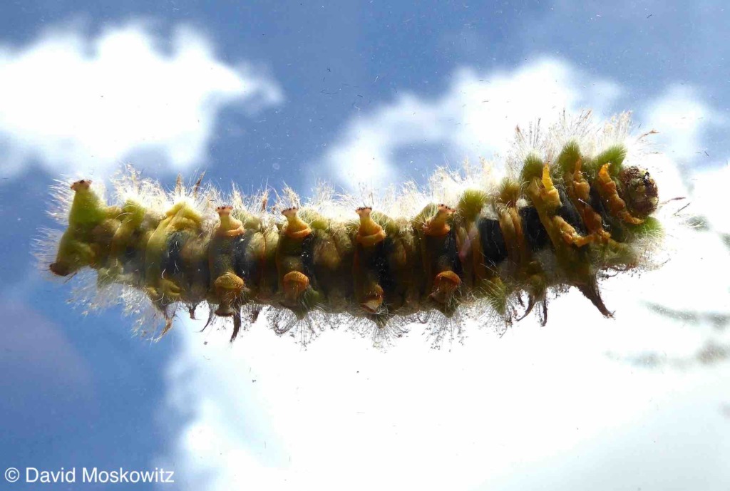 How many legs does a caterpillar have? Mongabay Kids