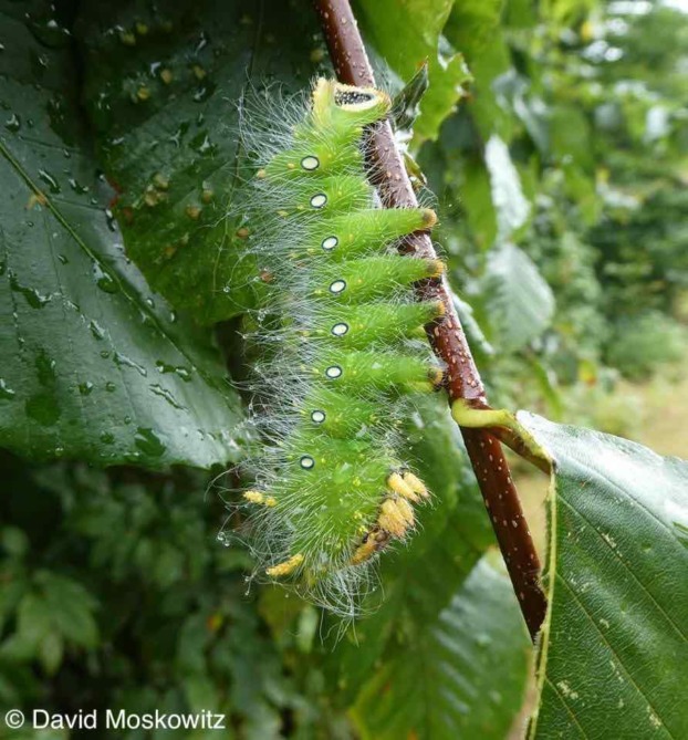 How many legs does a caterpillar have? Mongabay Kids