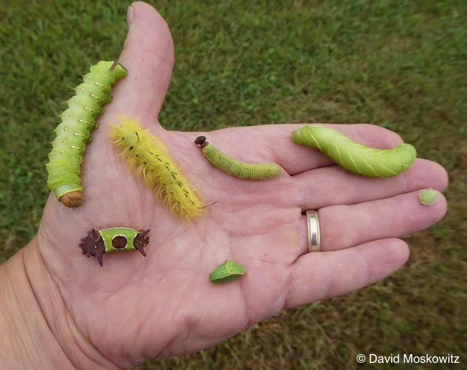 How many legs does a caterpillar have? – Mongabay Kids