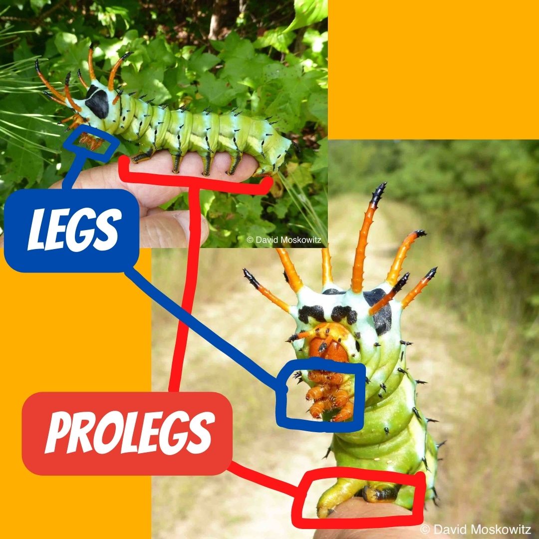 How many legs does a caterpillar have? – Mongabay Kids