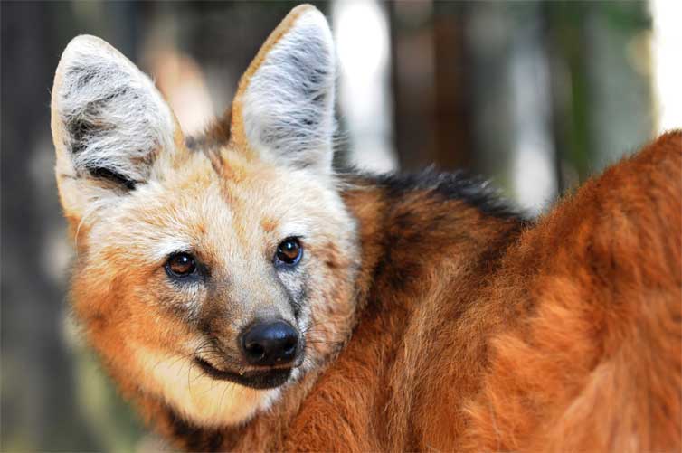 maned wolf