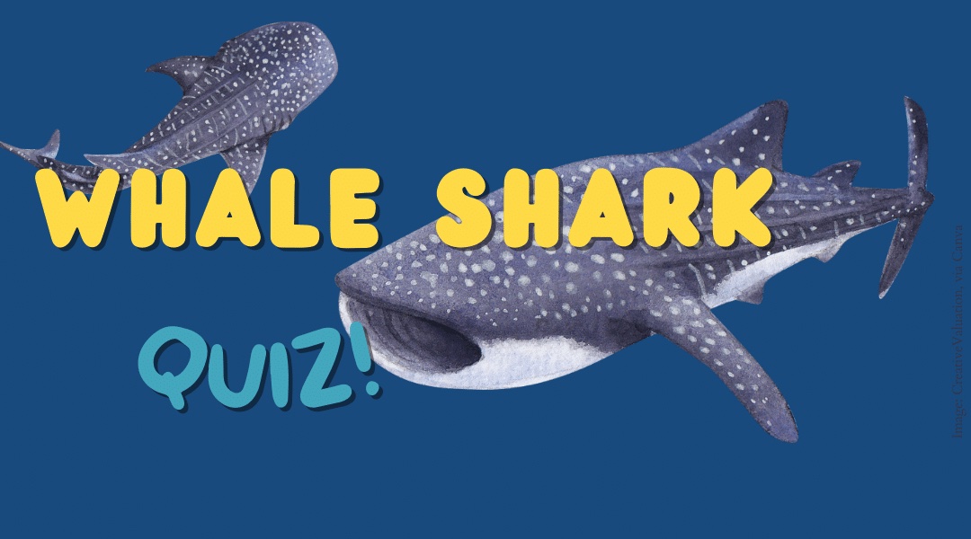 What do you know about whale sharks? Take the quiz! – Mongabay Kids