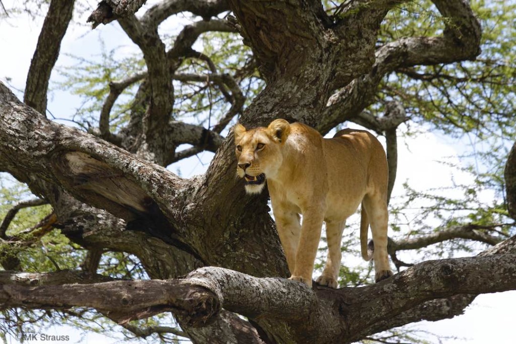 a lion in a tree