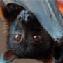 Bats in Indonesia help people by pollinating crops