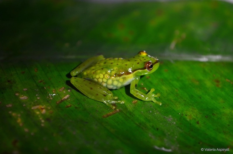 Frog matching game! – Mongabay Kids