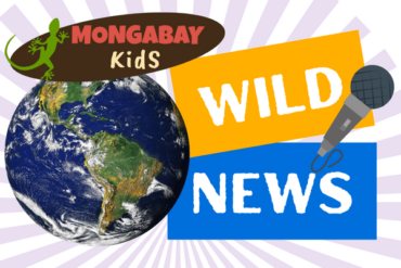 Mongabay Kids – the nature and conservation corner for kids
