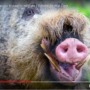 Meet the bearded pig – a pig that migrates