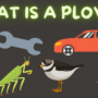What is a plover?