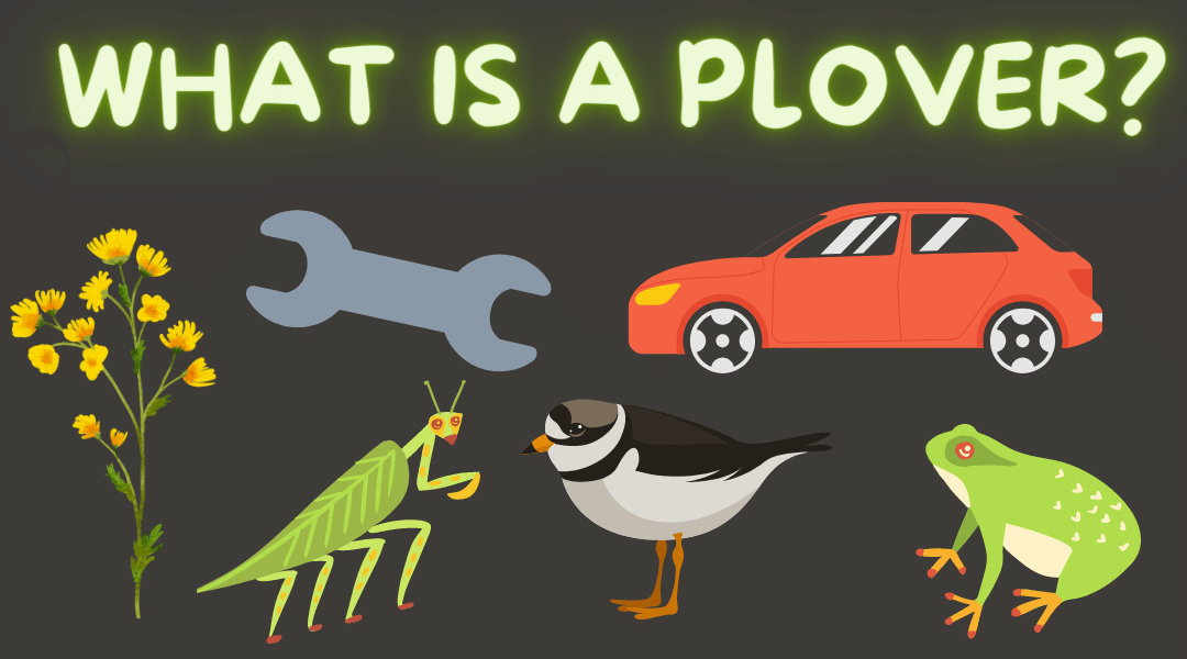 What is a plover? Mongabay Kids