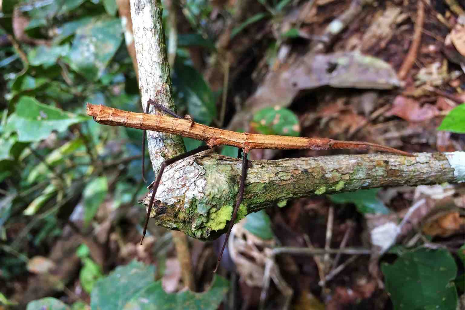 Little things in Brazil have big problems – Mongabay Kids