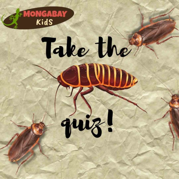 The cockroach quiz! – Mongabay Kids