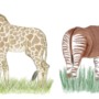 Giraffes and okapis are the only living giraffids