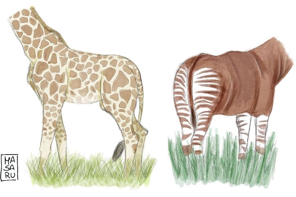 okapi and giraffe