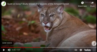 What does the Amazon forest sound like?