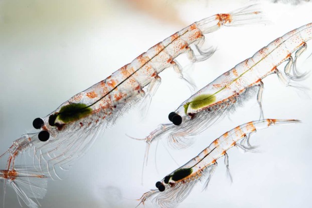 Thrill To The Krill – Mongabay Kids