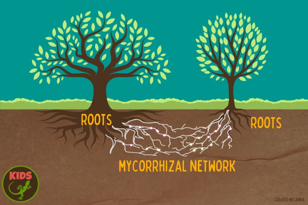 Scientists explore how fungi help plants grow in South America ...