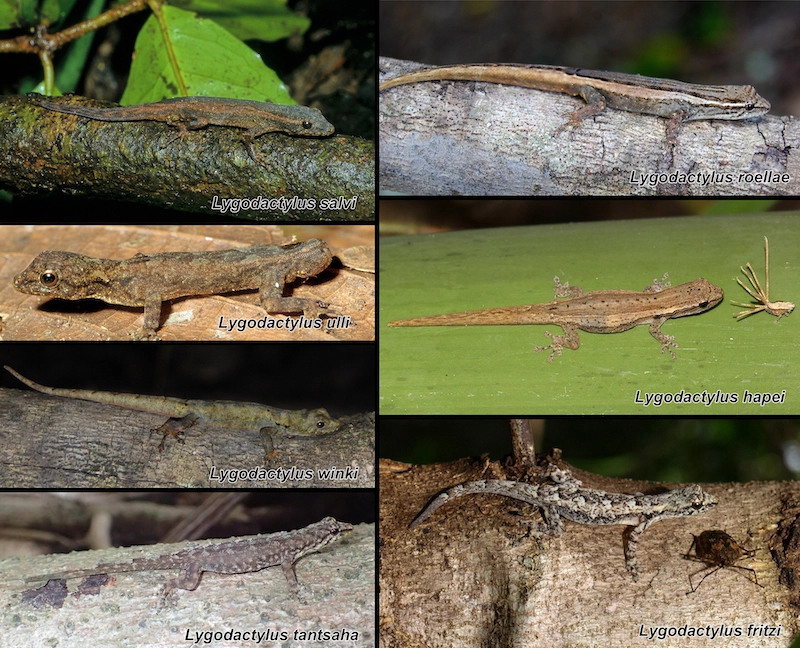 New gecko species