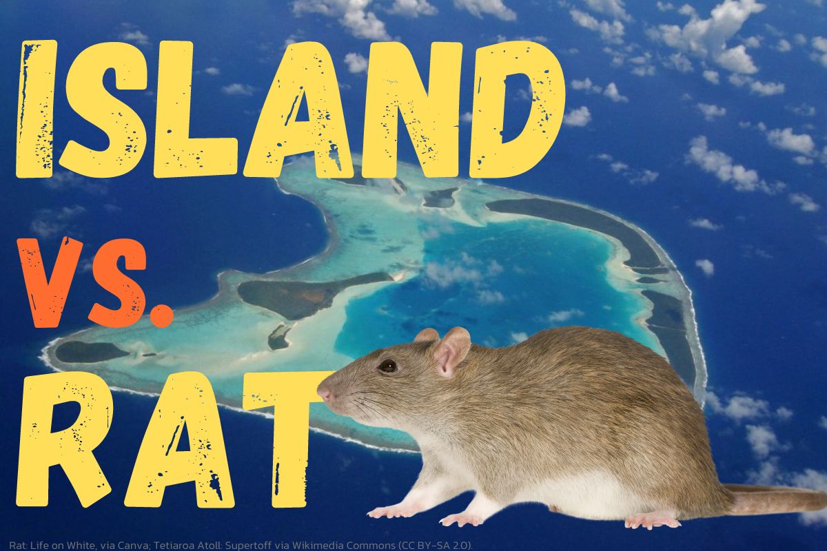 Island vs. rat: Removing the invaders of Tetiaroa Atoll – Mongabay Kids ...