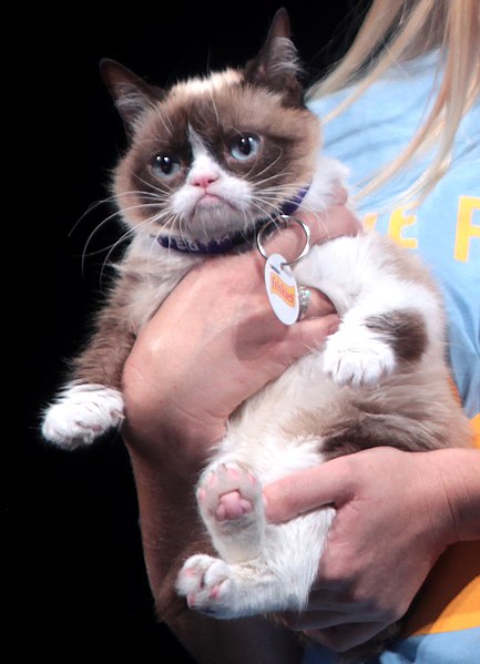 grumpy cat frozen like my heart