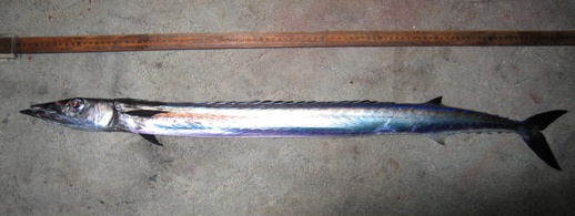 Snake mackerel