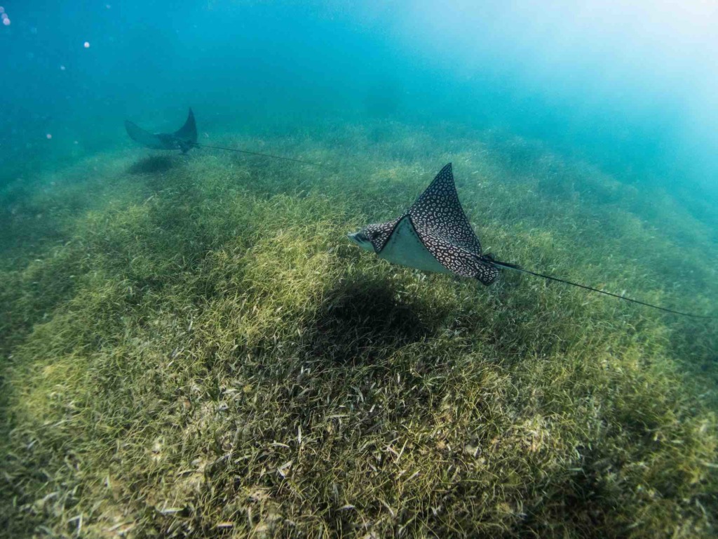 What is seagrass and why is it important? – Mongabay Kids