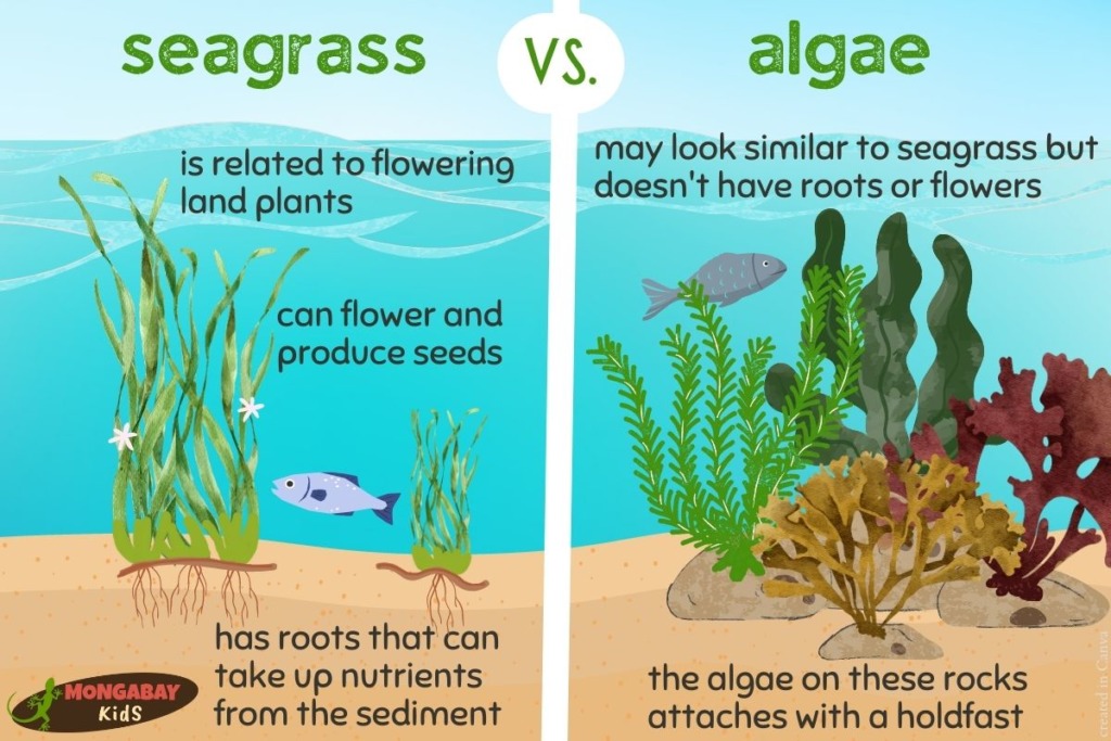 What is seagrass and why is it important? – Mongabay Kids