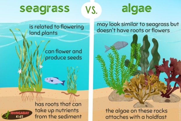 What is seagrass and why is it important? – Mongabay Kids