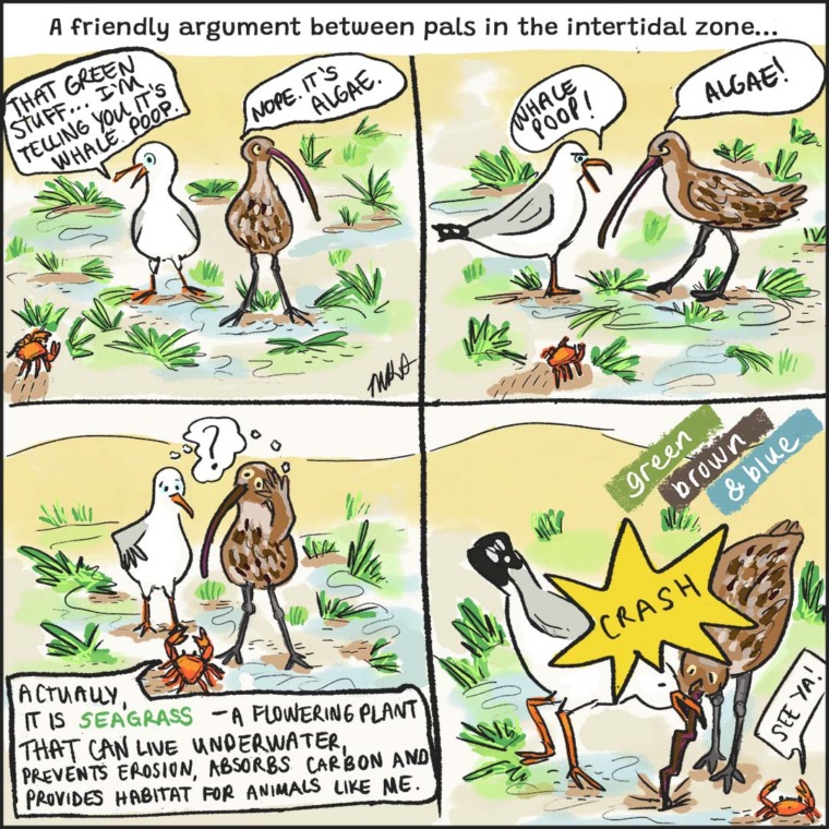 What is seagrass and why is it important? Mongabay Kids