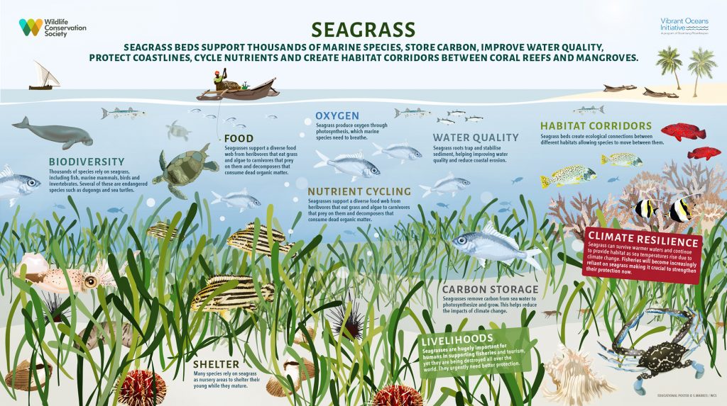 Seagrass guide: what is it and why is it so important? - Discover Wildlife