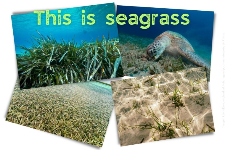 What is seagrass and why is it important? Mongabay Kids