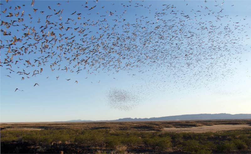 bats emerge from cave