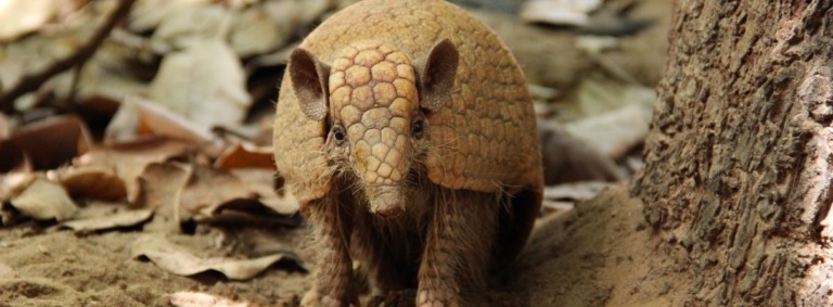 How a Brazilian community is helping three-banded armadillos – Mongabay ...