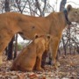 Did you know that there are lions in West Africa too?
