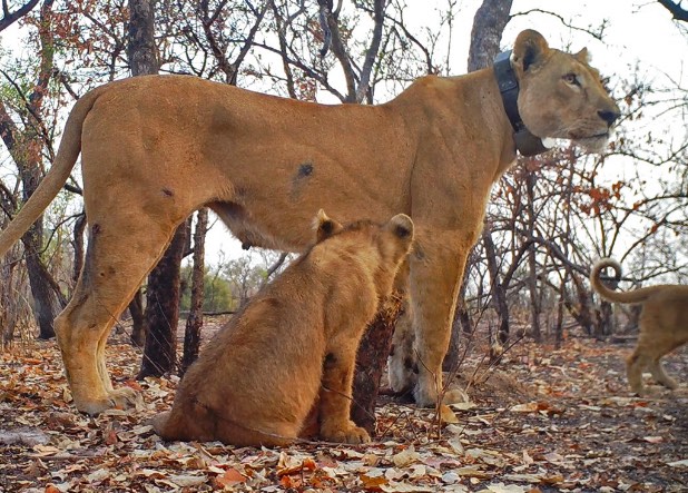 A West African lion and her cub